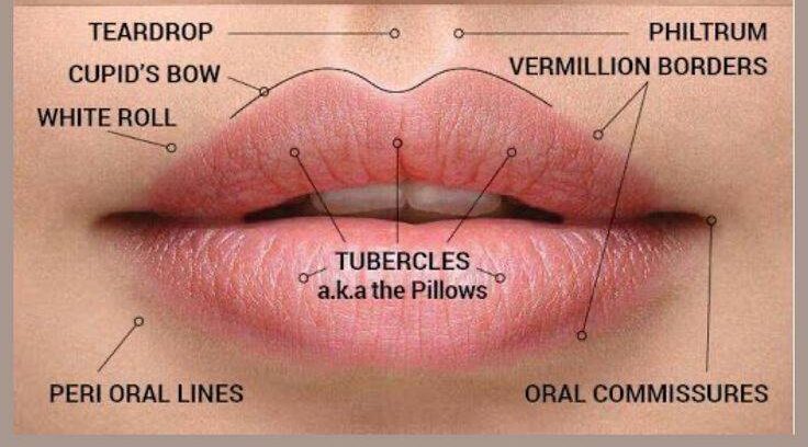 where not to inject lip filler