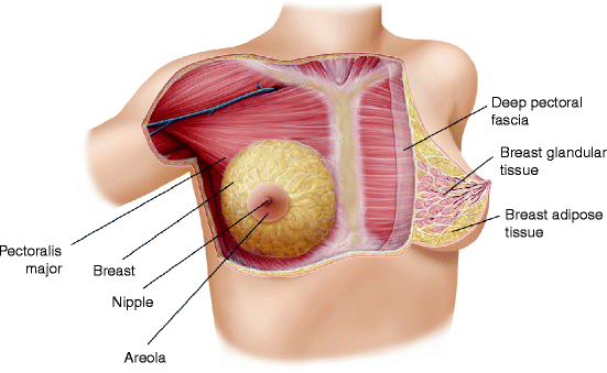 Legal and Ethical Considerations in Breast Augmentation with Dermal Fillers