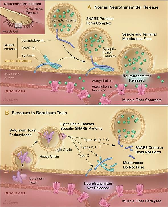 Action of Botulinum Toxin