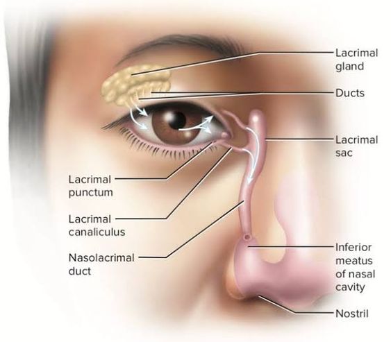 Around the Eyes (Periorbital Region)