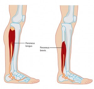 Botox causes muscle weakness and atrophy: