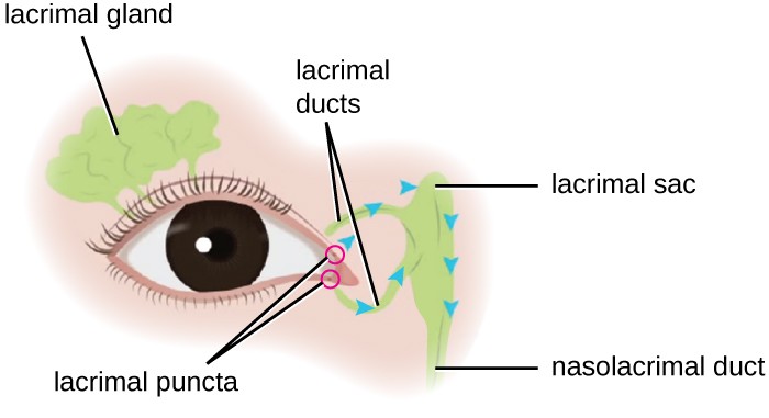 anatomy-of-the-skin-around-the-eyes