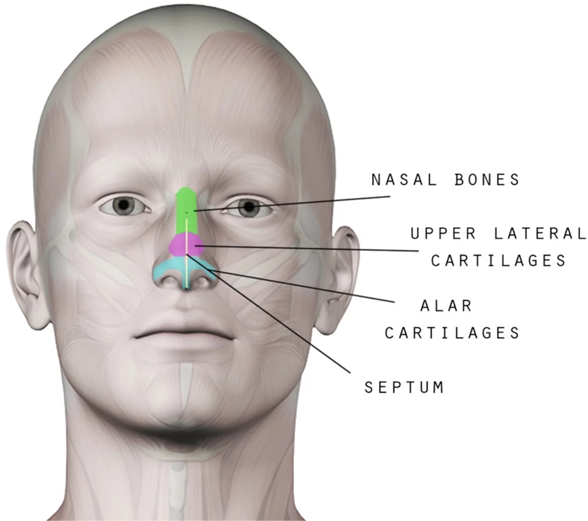 the-anatomy-of-the-nose